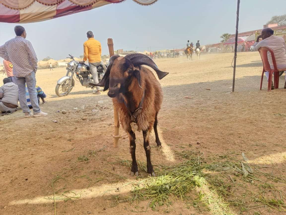 ब्रह्मपुर मेला में पहुंचा खैनी खाने वाला भेड़ा